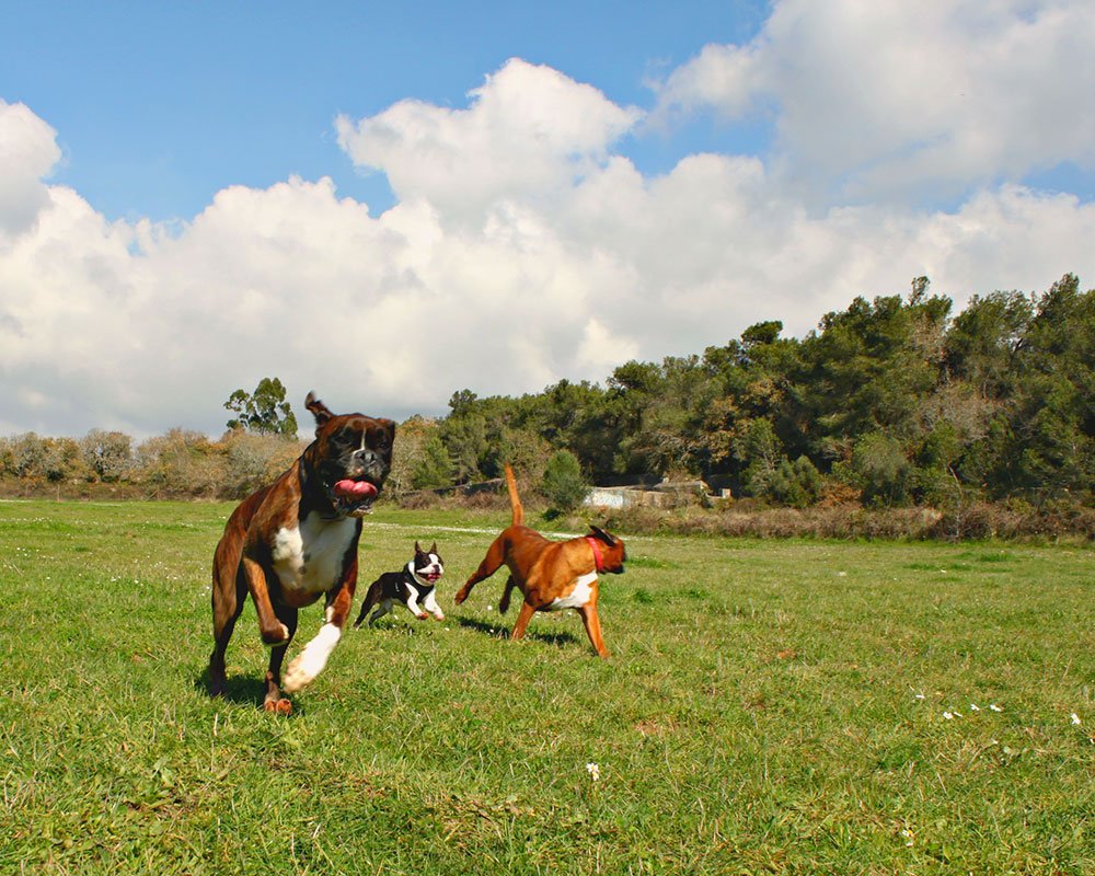 Quinta do Cão Nosso — provider photo