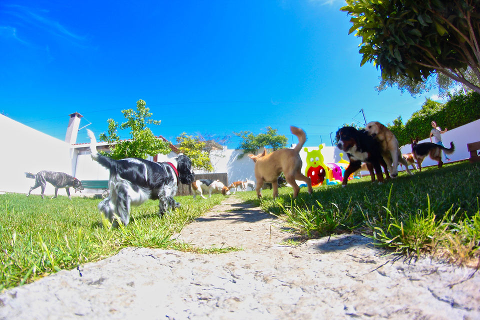 CÃOpreensão — provider photo
