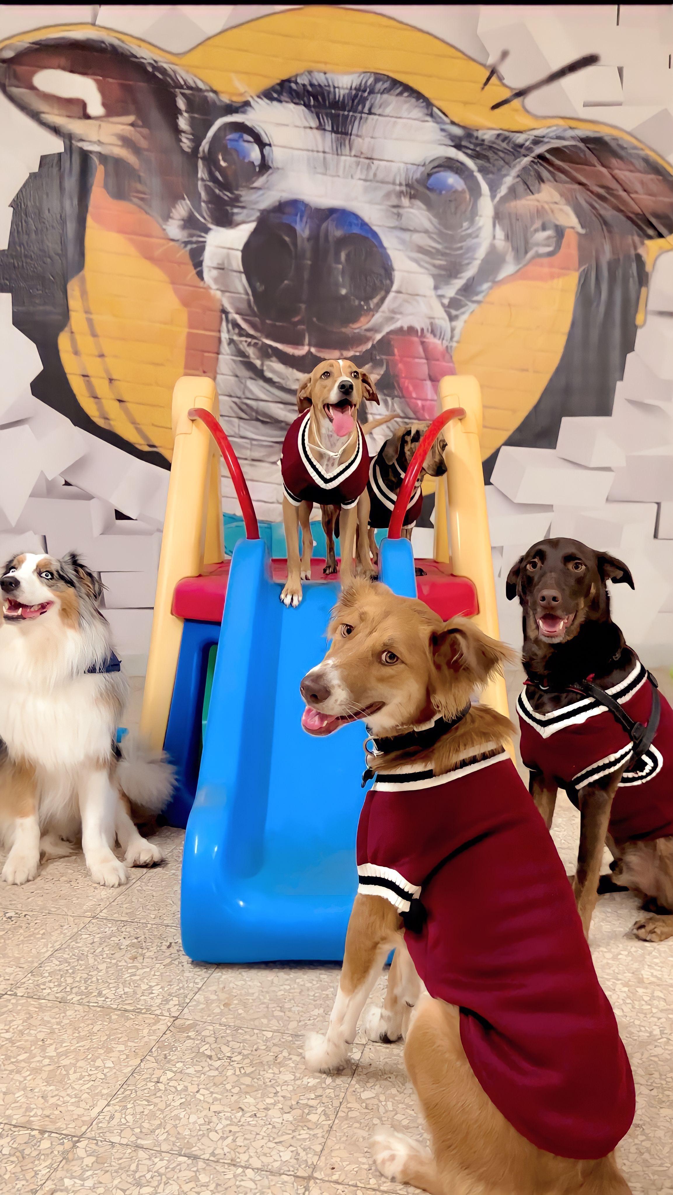 Dog Day Care — provider photo