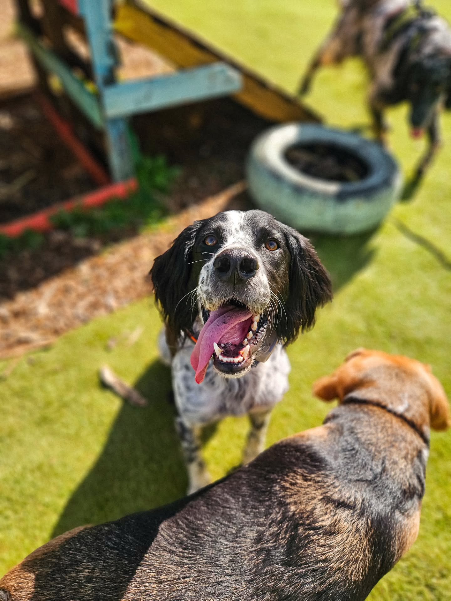 Dogs in the outdoor area