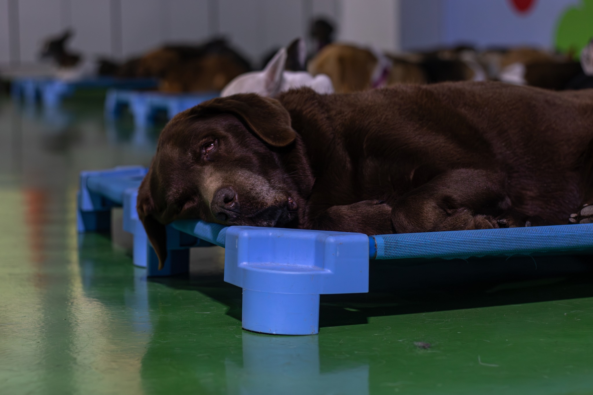 Rest time on a raised bed