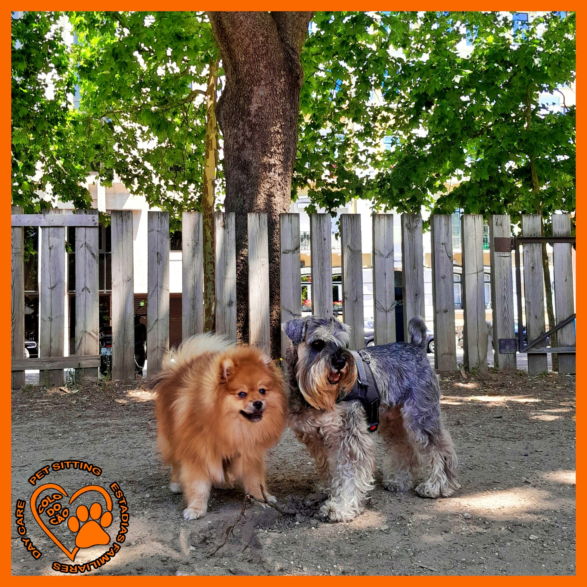 Dogs on an outdoor walk