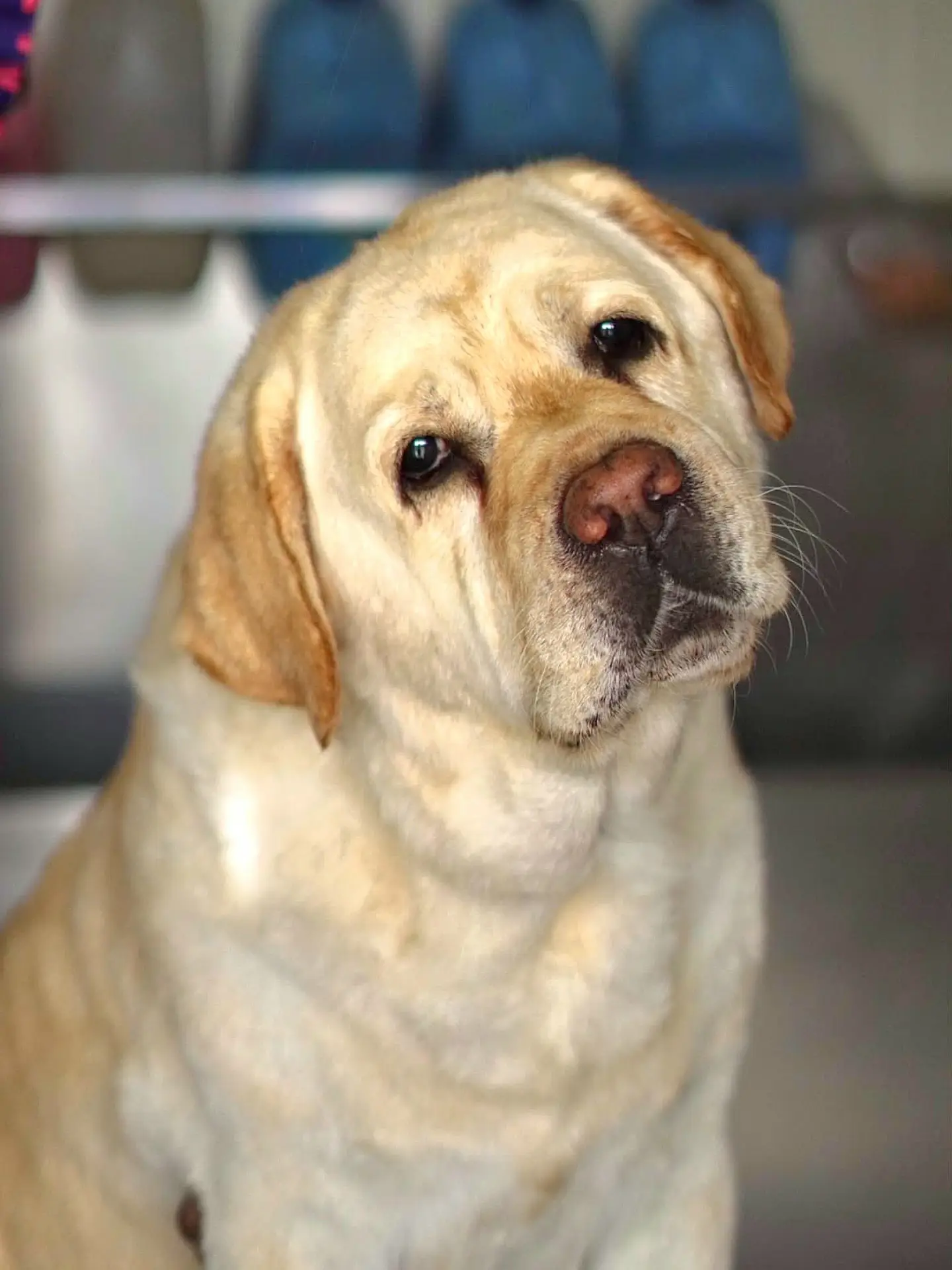 A dog after grooming