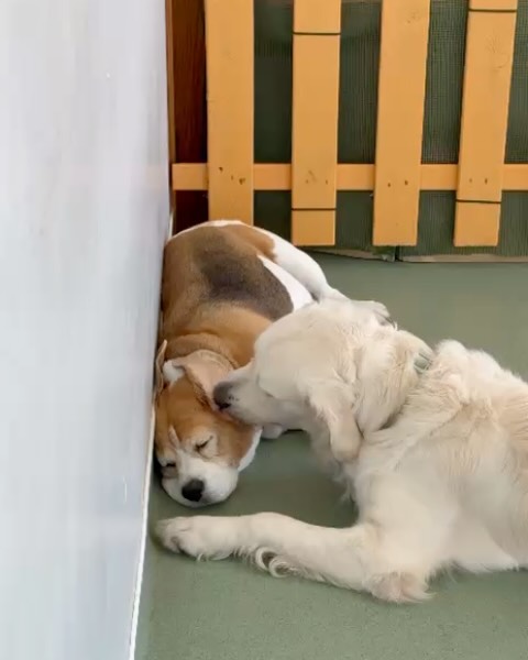 Dogs resting indoors