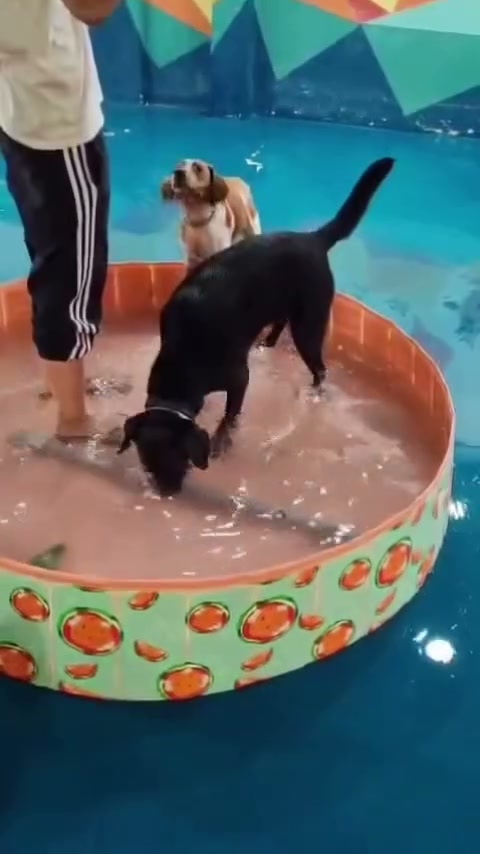Pool activity at TAILS — video still
